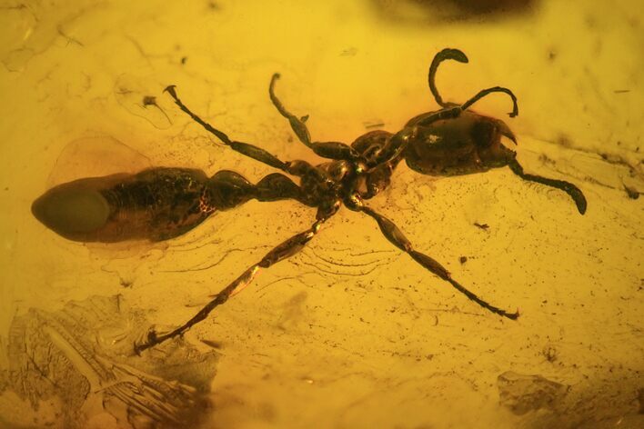 Fossil Ant (Formicidae) & Two Flies (Diptera) In Baltic Amber #73368